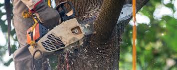 Best Lot and Land Clearing  in Edgewater, NJ