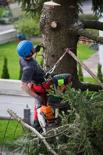 Best Storm Damage Tree Cleanup  in Edgewater, NJ