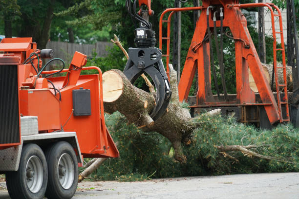 Best Commercial Tree Services  in Edgewater, NJ