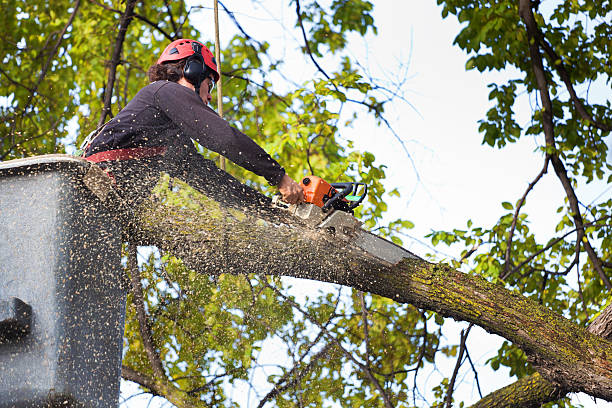 Best Tree Trimming and Pruning  in Edgewater, NJ